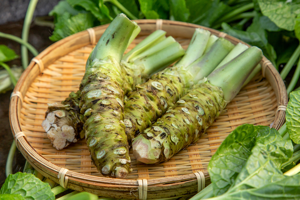 A Secret Weapon in Preventing Hair Loss: Wasabi