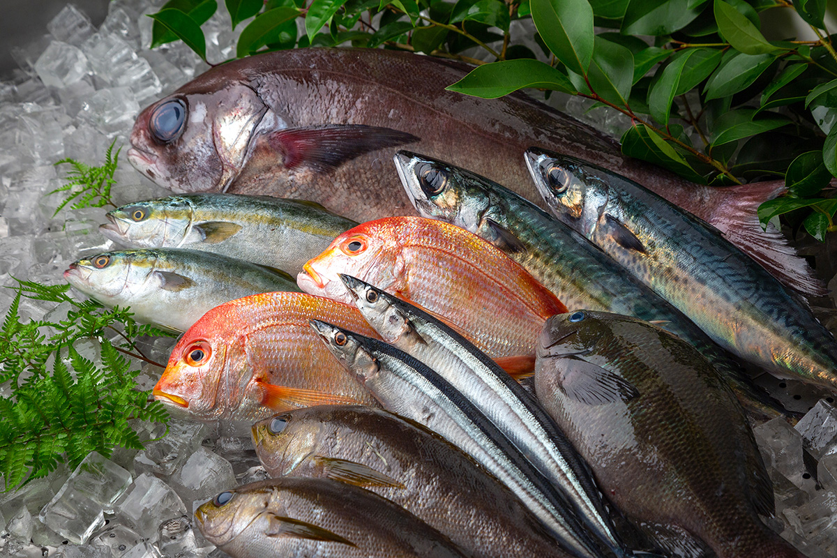 The Freezing Technology that Keeps Japanese Seafood Fresh