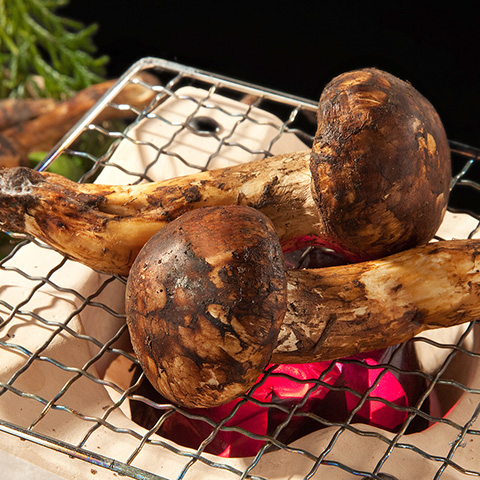 MATSUTAKE MUSHROOMS