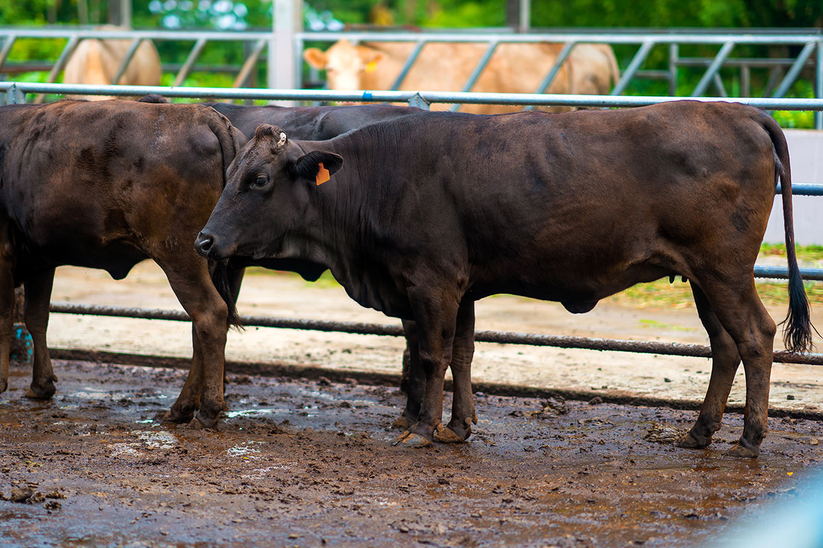 Tajima Wagyu: The “Kobe Beef” that Started a Global Craze